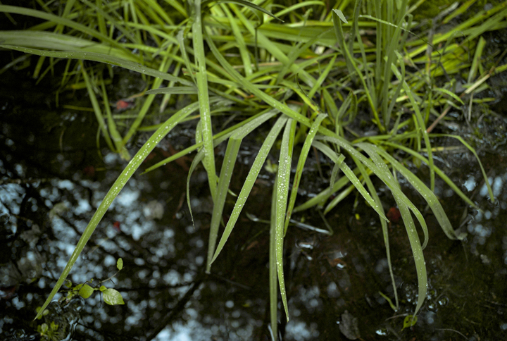 GRLT_091313_Pleasant Pt_29646_grass in water