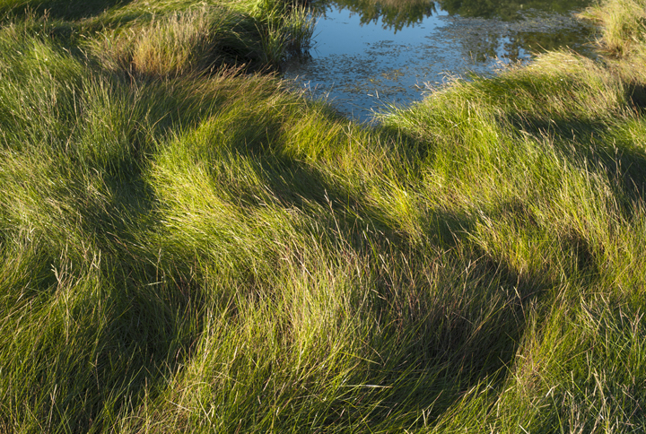 GRLT_Salt Pond_30545 Salt Pond-flat marsh grass