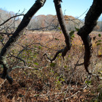 GRLT_M8_102413_Eagles Way_32248_branches-marsh